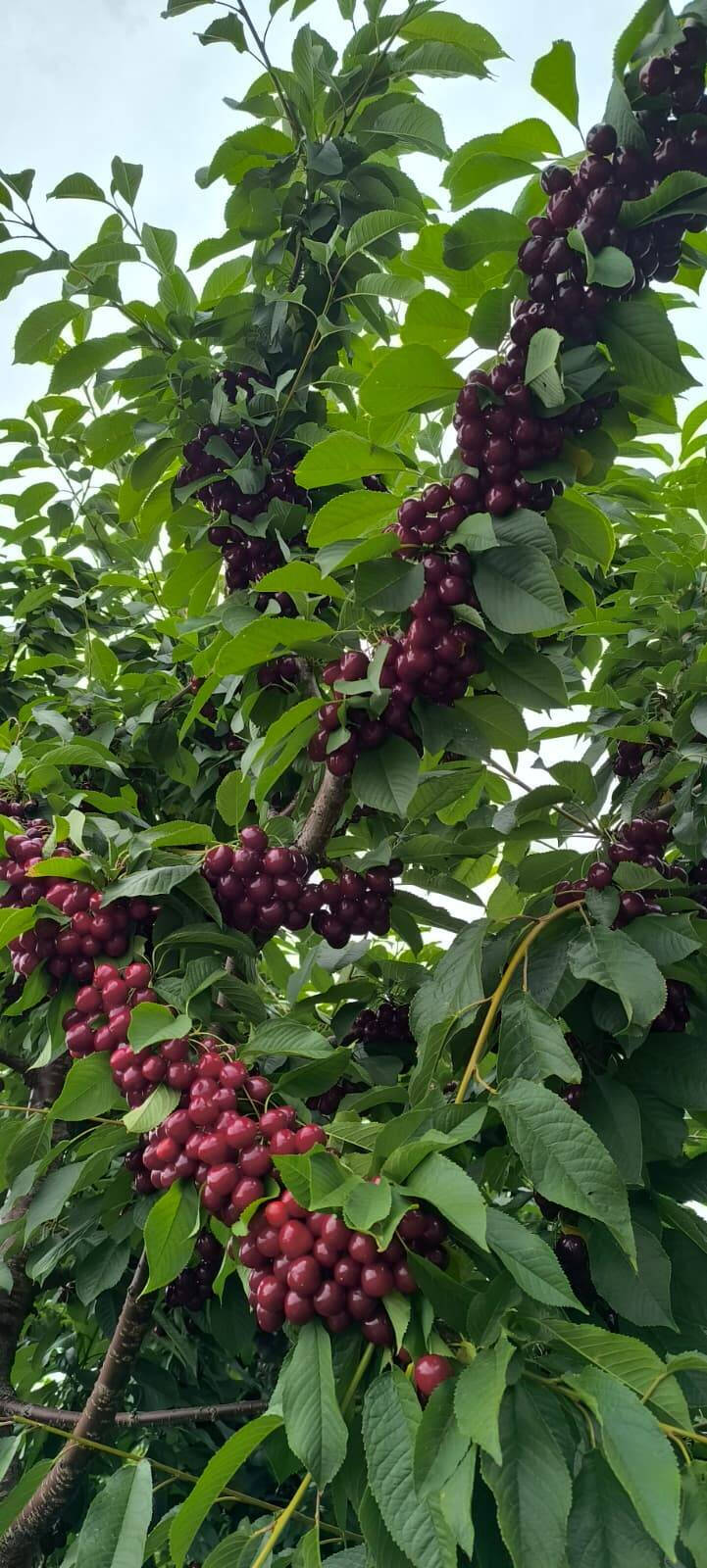ObviousFRUITS cherries