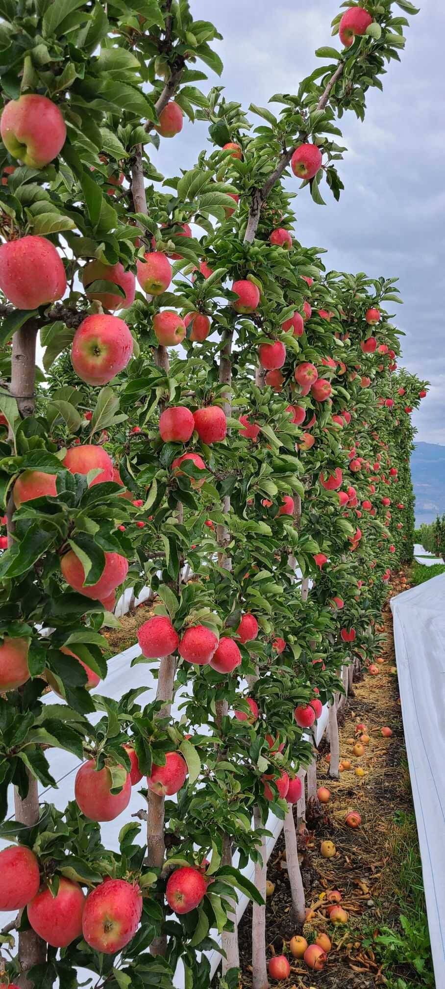 ObviousFRUITS apples