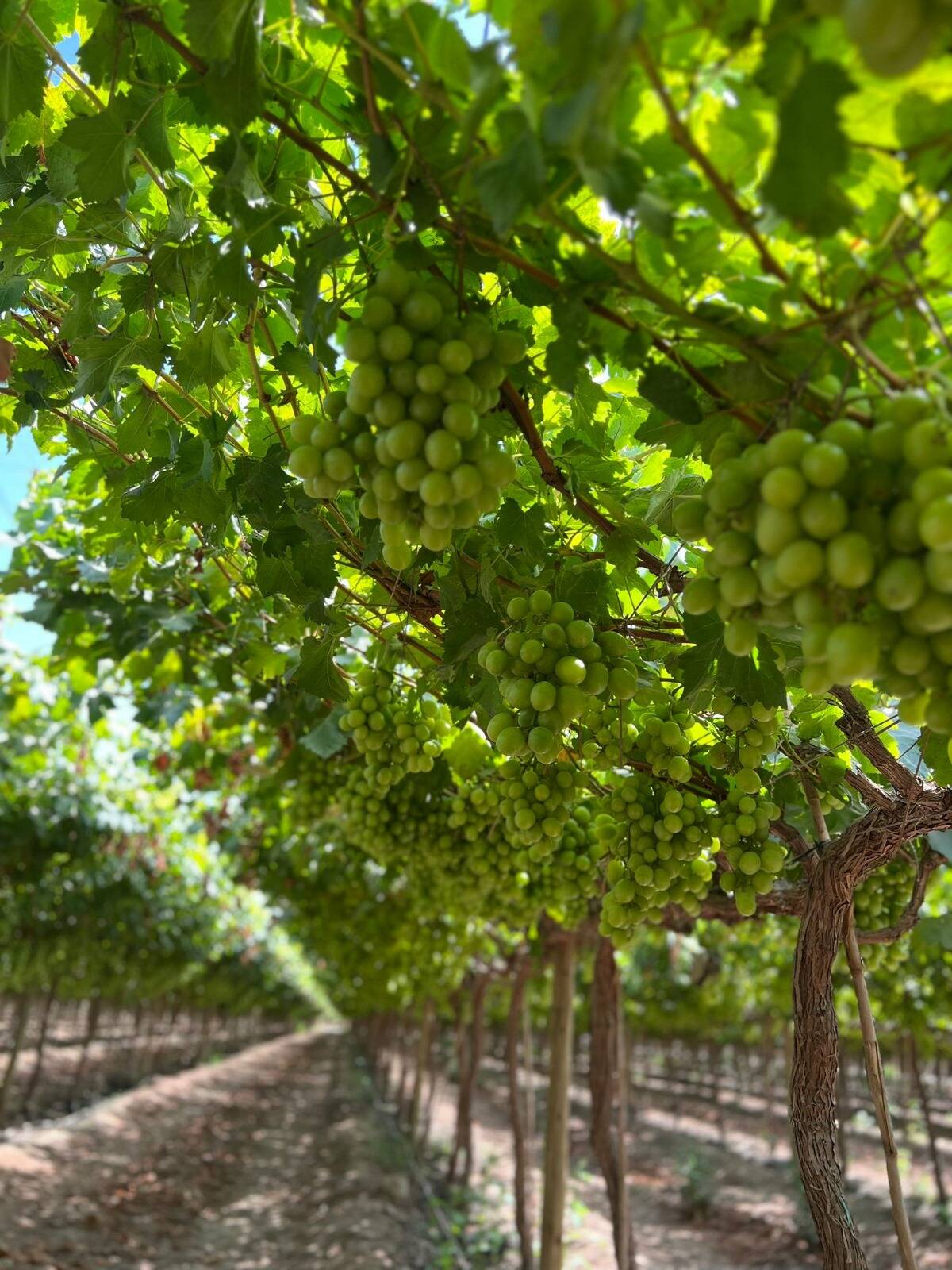 ObviousFRUITS grapes