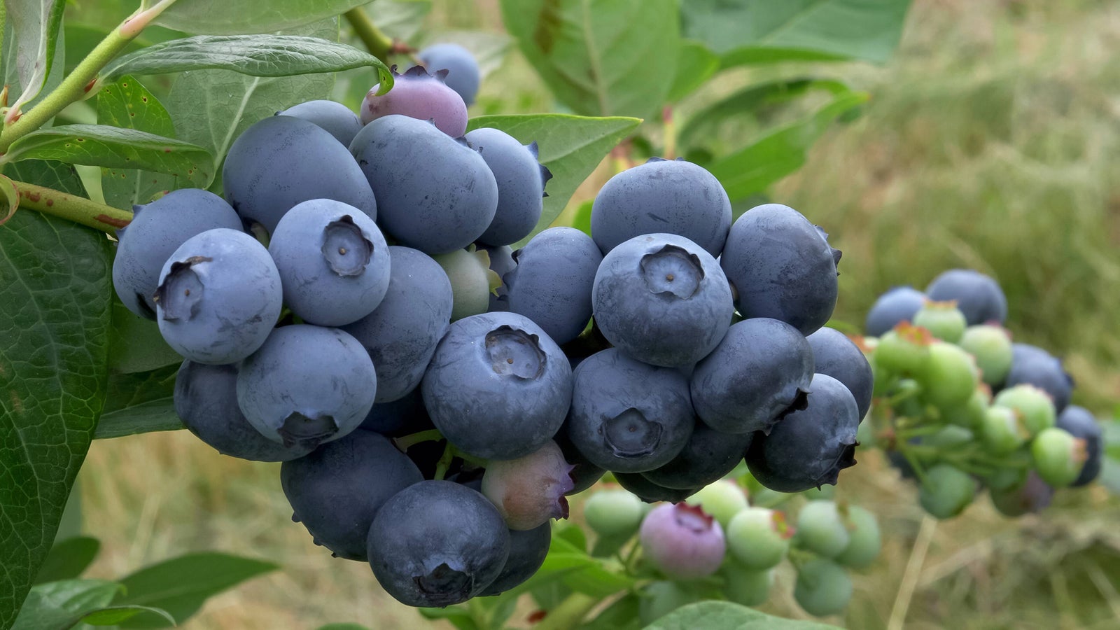 ObviousFRUITS blueberries growing on the plant